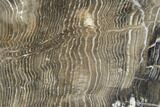 Petrified Wood Slice - Tom Miner Basin, Montana #104852-1